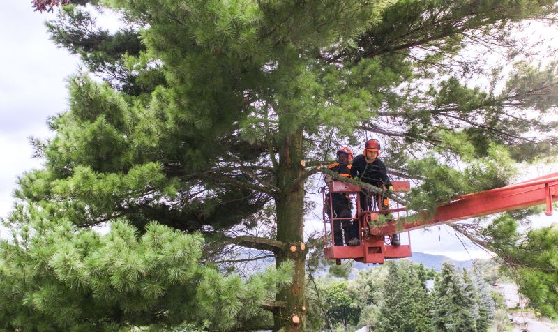 Local Tree Chipping Services pros at work