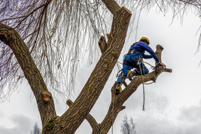 Tree Chipping Services