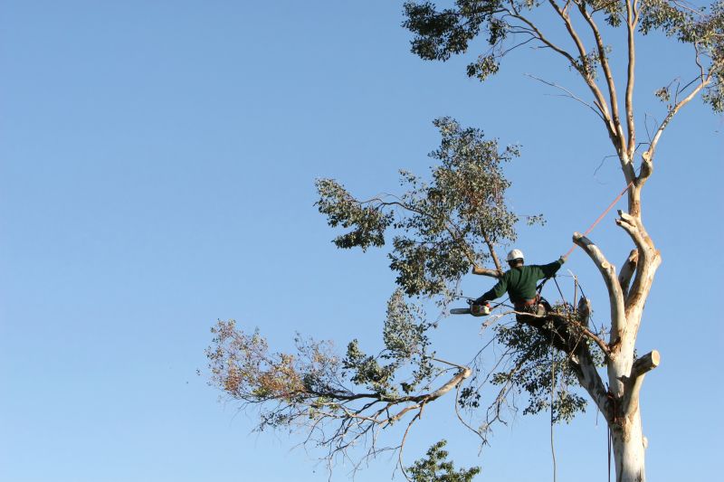 Arborist Consultation