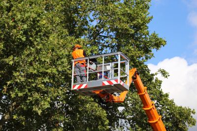 tree chipping services