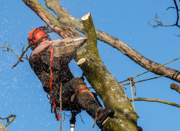 Grow your Tree Chipping Services business